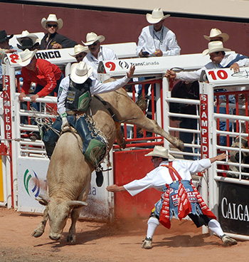 Bull rider leaving the chute